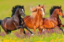 Từ 5–25/8, Thần Tài nhập mệnh, 3 con giáp kiếm tiền như nước