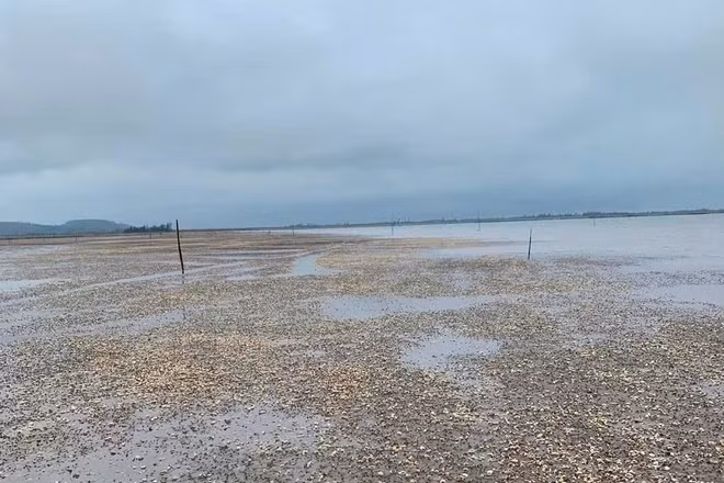 Ngao thương phẩm chết hàng loạt gây thiệt hại gần 3 tỷ đồng tại Hà Tĩnh