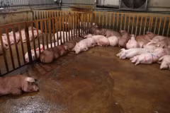 Suất ăn Công nghiệp HN cung cấp thực phẩm cho trường nào ở Bắc Ninh?