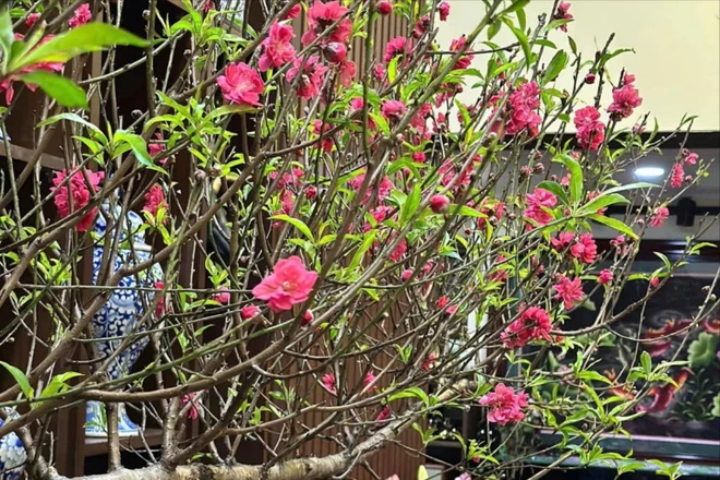 Cách chọn đào phù hợp không gian sống đón Tết