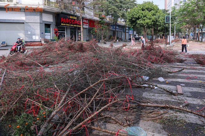 Sức mua chậm, người buôn đào quất chặt bỏ hàng trăm cành 