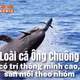 [INFOGRAPHIC] Loài cá Ông Chuông quý hiếm có trí thông minh cao