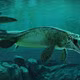 Phát hiện loài thủy quái mới Tylosaurus rex từng thống trị biển cả