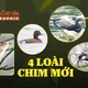 [INFOGRAPHIC] Khám phá 4 loài chim mới phát hiện tại Phong Nha - Kẻ Bàng