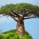 Cây baobab: biểu tượng của châu Phi và cây của sự sống