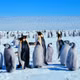Chim cánh cụt hoàng đế bị đưa vào danh sách nguy cấp do biến đổi khí hậu