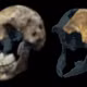 Phát hiện bất ngờ về hài cốt nữ giới Homo naledi tại Nam Phi