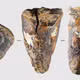 Răng người Neanderthal 60.000 năm tuổi hé lộ bí mật y học cổ đại