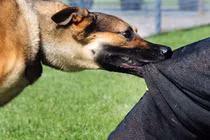 Bé gái ở Quảng Trị tử vong sau 4 tháng bị chó cắn