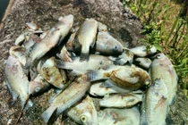 Cá chết trắng mặt hồ điều hòa Bồng Sơn ở Hà Tĩnh