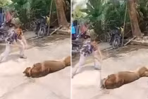 Chó béc giê xổng xích tấn công, cụ ông 83 tuổi tử vong thương tâm