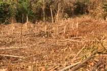 Chặt phá rừng, người đàn ông bị xử phạt 37,5 triệu đồng