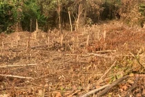 Chặt phá rừng, người đàn ông bị xử phạt 37,5 triệu đồng