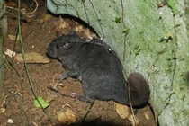 Loài chuột 11 triệu năm tuyệt chủng tái xuất thần kỳ ở Quảng Trị