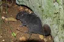 Loài chuột 11 triệu năm tuyệt chủng tái xuất thần kỳ ở Quảng Trị