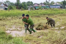 Bộ đội, công an lội nước giúp dân gặt lúa, dọn nhà sau lũ