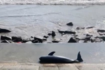 Xác cá voi nặng 40kg trôi dạt vào bờ biển Quảng Trị