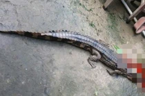 Tây Ninh: Nuôi cá sấu trái phép, một người dân bị phạt 315 triệu đồng