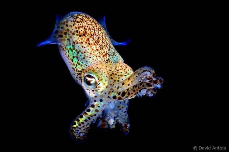 Vòng đời rất ngắn. Mực sim berry thường chỉ sống vài tháng, trưởng thành nhanh và sinh sản sớm. Ảnh: Pinterest.