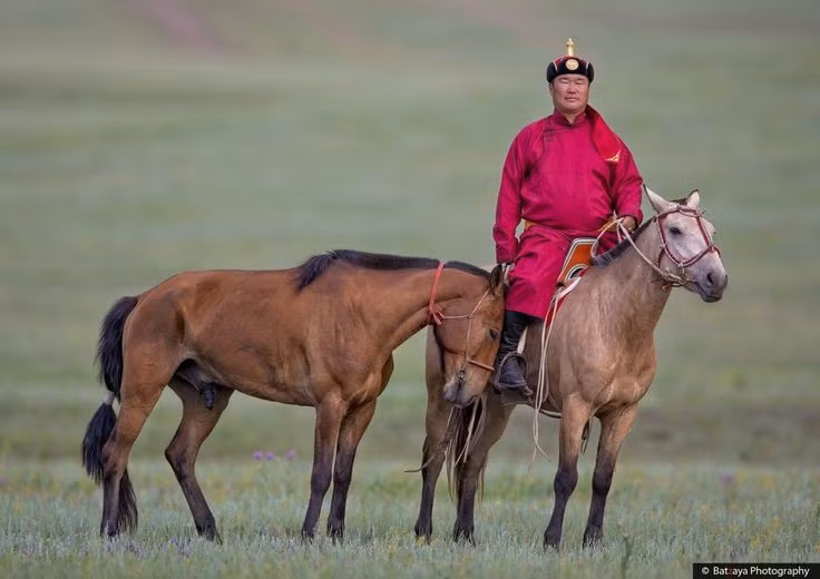 Di sản còn tồn tại đến ngày nay. Ngày nay, giống ngựa Mông Cổ vẫn được bảo tồn và xem là biểu tượng văn hóa, minh chứng sống động cho vai trò then chốt của chúng trong lịch sử chinh phục thế giới. Ảnh: Pinterest.