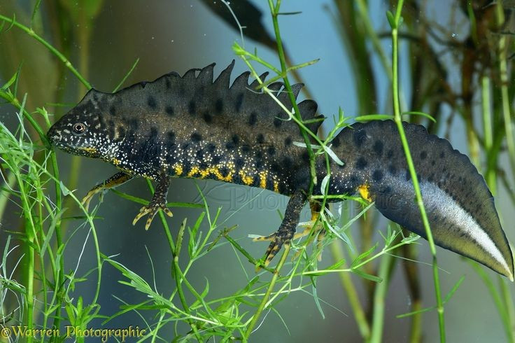 Con đực có chiếc mào lưng tuyệt đẹp vào mùa sinh sản. Mào này có hình răng cưa, kéo dài từ đầu đến đuôi, giúp thu hút bạn tình. Ảnh: Pinterest.