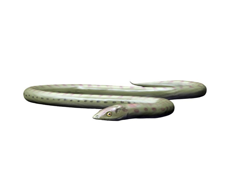 Có hình dạng giống rắn. Phlegethontia không có chân, thân dài và linh hoạt như một con rắn hiện đại. Ảnh: media-amazon.com.