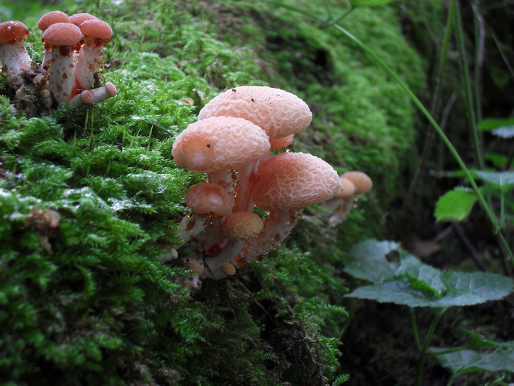 Khá hiếm và đang giảm số lượng vì mất môi trường sống. Sự suy giảm rừng tần bì ôn đới khiến chúng nấm trái đào nhăn ngày càng khó tìm hơn. Ảnh: Pinterest.