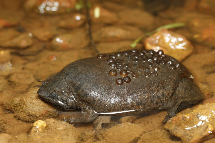 Một số loài có cách sinh sản rất kỳ lạ. Ở loài ếch Suriname nổi tiếng, trứng sau khi thụ tinh được gắn vào lưng con cái và phát triển ngay trong lớp da đặc biệt ở đó. Khi nở, những con ếch con nhỏ xíu chui ra từ các “túi” trên lưng mẹ, tạo nên một cảnh tượng rất độc đáo trong thế giới động vật. Ảnh: Pinterest.