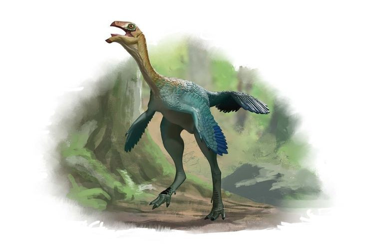 Chúng chỉ dài khoảng 1 mét. Với thân hình nhỏ, hai chân dài và cổ thon, Caudipteryx có thể di chuyển nhanh nhẹn trên mặt đất. Ảnh: Pinterest.