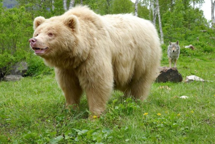 Впервые появился в Канаде. Первый гибридный экземпляр между двумя видами медведей был подтверждён в 2006 году на островах Виктория, Канада. Фото: Pinterest. Xuất hiện lần đầu ở Canada. Mẫu vật lai đầu tiên giữa hai loài gấu được xác nhận năm 2006 tại quần đảo Victoria, Canada. Ảnh: Pinterest.