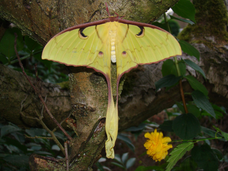 3. Màu sắc xanh vàng rất đặc trưng. Lớp vảy trên cánh tạo ra màu xanh lá rực rỡ pha vàng, khiến nó trở thành một trong những loài bướm đêm dễ nhận diện nhất. Ảnh: breedingbutterflies.com.