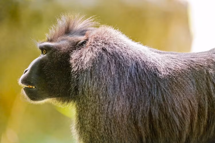 Đang bị đe dọa nghiêm trọng. Loài này hiện được xếp vào nhóm cực kỳ nguy cấp do mất môi trường sống và săn bắt. Việc mở rộng nông nghiệp và săn bắt làm thực phẩm đã khiến số lượng của chúng suy giảm mạnh. Ảnh: Flickr.