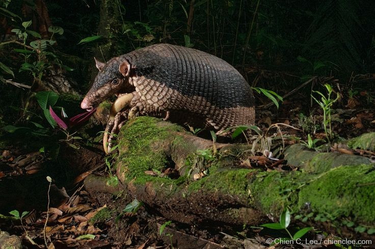 Lối sống bí ẩn và khó quan sát. Loài này chủ yếu hoạt động về đêm, lại hiếm khi rời khỏi hang nên con người rất ít khi bắt gặp. Ảnh: Pinterest.