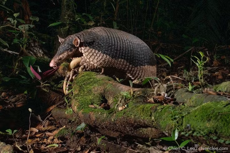 Lối sống bí ẩn và khó quan sát. Loài này chủ yếu hoạt động về đêm, lại hiếm khi rời khỏi hang nên con người rất ít khi bắt gặp. Ảnh: Pinterest.