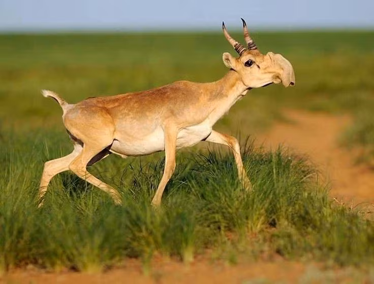 Chiếc mũi to kỳ lạ giúp thích nghi khí hậu. Linh dương Saiga có chiếc mũi phình to, mềm và linh hoạt, giúp lọc bụi mùa hè và làm ấm không khí lạnh mùa đông. Ảnh: Pinterest.