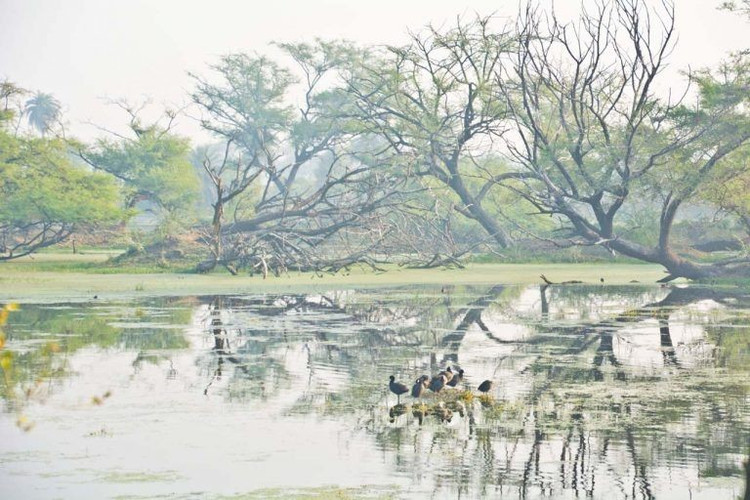 Từng là khu săn bắn của hoàng gia. Keoladeo trước đây là khu bảo tồn săn bắn dành cho các vị Maharaja vùng Bharatpur, cho đến khi được chuyển đổi thành vườn quốc gia và khu bảo tồn chim. Ảnh: Pinterest.