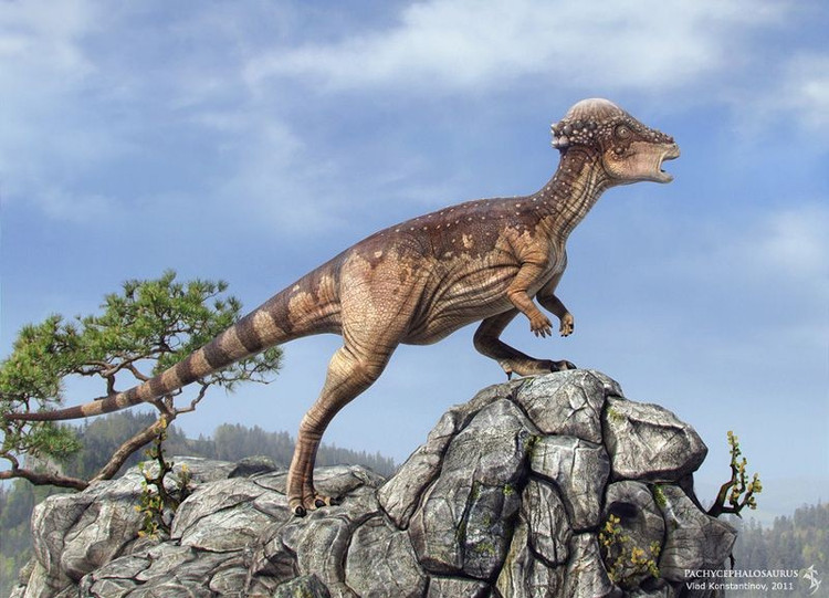 Tên gọi có nghĩa là “thằn lằn đầu dày”. Tên khoa học “Pachycephalosaurus” bắt nguồn từ tiếng Hy Lạp: “pachy” nghĩa là dày, “cephalo” là đầu, và “saurus” là thằn lằn – mô tả chính xác đặc điểm nổi bật nhất của loài này. Ảnh: Pinterest.