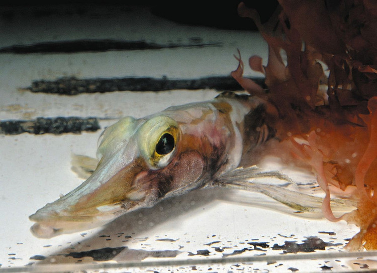 Báu vật tiến hóa của Nam Cực. Cá băng Nam Cực được xem là minh chứng sống động cho khả năng thích nghi phi thường của sinh vật, đồng thời là đối tượng nghiên cứu quan trọng về tiến hóa, sinh lý học và biến đổi môi trường toàn cầu. Ảnh: chunichi.co.jp.