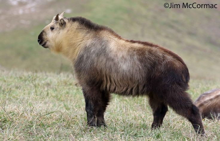4. Khả năng leo núi của linh ngưu rất ấn tượng. Mặc dù thân hình to lớn, loài vật này có thể di chuyển linh hoạt qua các vách đá dựng đứng – một điều khiến nhiều nhà nghiên cứu bất ngờ. Ảnh: Pinterest.