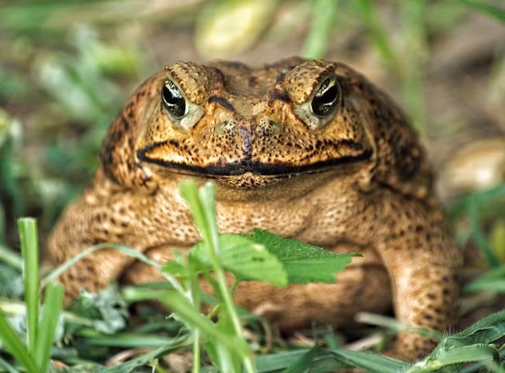 Chúng có tuyến độc cực mạnh. Tuyến mang tai của cóc mía chứa lượng độc tố bufotoxin đủ gây tử vong cho nhiều loài động vật, gồm cả chó nhà. Ảnh: Pinterest.