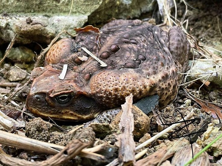 Một số loài động vật bắt đầu thích nghi để ăn chúng. Một số loài rắn, chim và thằn lằn đã tiến hóa hành vi ăn phần không độc của cóc mía. Ảnh: Pinterest.