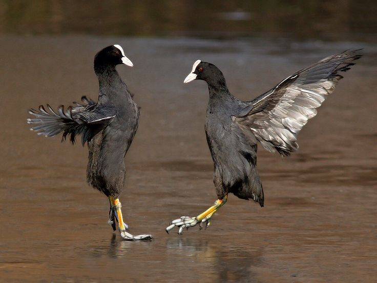 Tính cách hiếu chiến bất ngờ. Dù vẻ ngoài có phần hiền lành, Fulica atra lại khá hung hăng, đặc biệt trong mùa sinh sản. Chúng sẵn sàng rượt đuổi và tấn công những cá thể xâm phạm lãnh thổ. Ảnh: Pinterest.