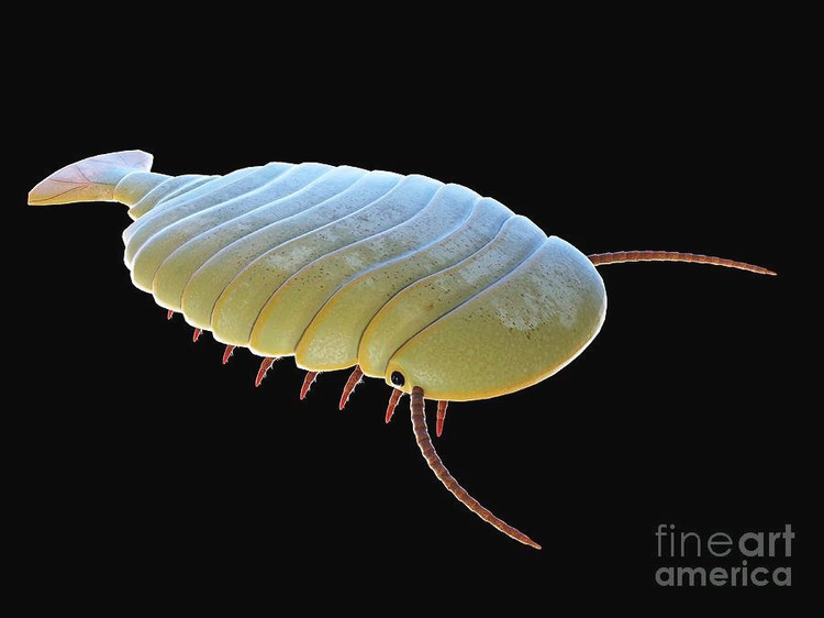 Thợ săn dưới đáy đại dương. Sidneyia được cho là loài săn mồi tích cực, sử dụng các chi trước như càng để bắt và xử lý con mồi, bao gồm các sinh vật nhỏ hơn sống cùng môi trường. Ảnh: fineartamerica.com.