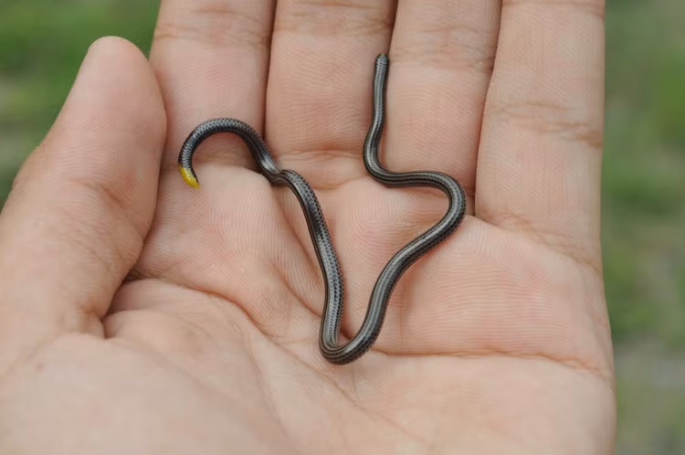 Đẻ trứng nhỏ và ít. Mỗi lần sinh sản, rắn giun chỉ chỉ đẻ 1–3 trứng, và con non nở ra gần như giống hệt con trưởng thành. Ảnh:naturalatlas.com.