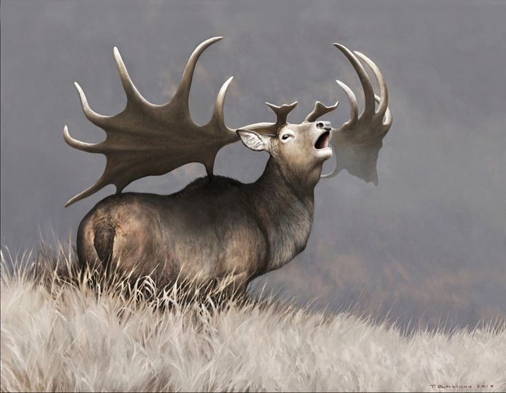 Gây tranh cãi về nguyên nhân tuyệt chủng. Các nhà khoa học vẫn tranh luận liệu biến đổi môi trường hay sự săn bắn của con người là yếu tố chính dẫn đến sự biết mất của chúng. Ảnh: Pinterest.