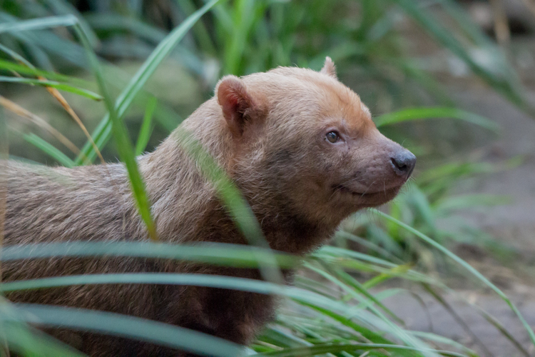 Đang đối mặt nguy cơ suy giảm quần thể. Mất rừng, chia cắt sinh cảnh và xung đột với con người khiến số lượng chó bụi Nam Mỹ đang giảm dần. Chúng được xếp vào nhóm Sắp bị đe dọa (Near Threatened) trong Sách Đỏ IUCN, cho thấy nhu cầu cấp thiết về bảo tồn. Ảnh: Pinterest.