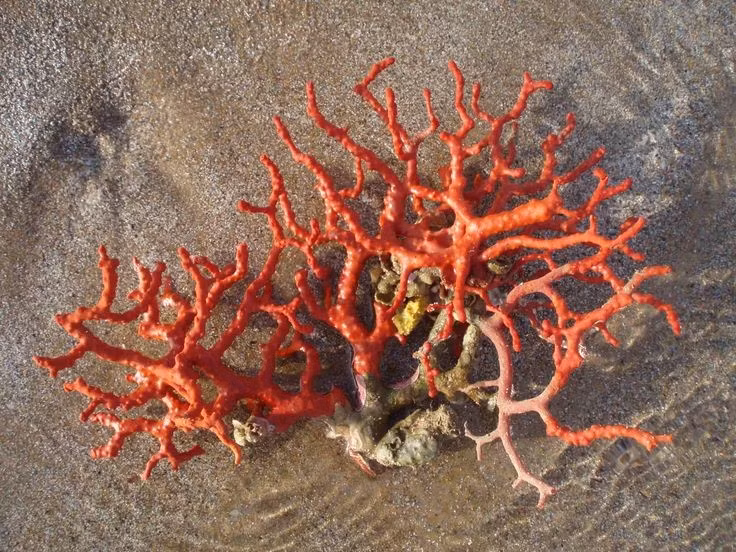 Chúng sinh sống ở vùng biển sâu và tối. San hô đỏ thường xuất hiện ở độ sâu 10–300 mét, nơi ánh sáng yếu hoặc gần như không chạm tới. Ảnh: Pinterest.