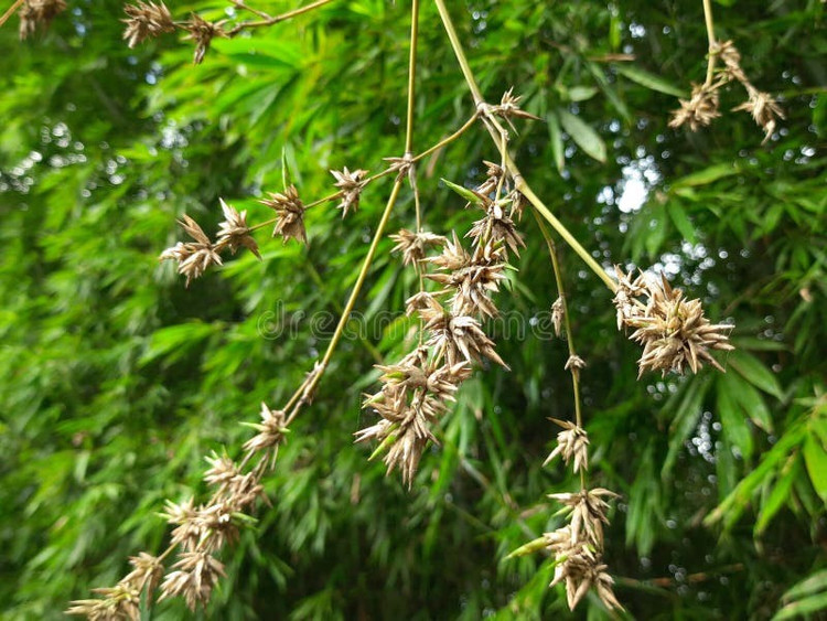 Tre ra hoa là hiện tượng gì. Tre ra hoa là giai đoạn sinh sản hữu tính của cây tre, khi chúng trổ hoa, kết hạt rồi thường suy kiệt và chết, khác hoàn toàn với việc sinh trưởng bằng măng quen thuộc. Ảnh: dreamstime.com.