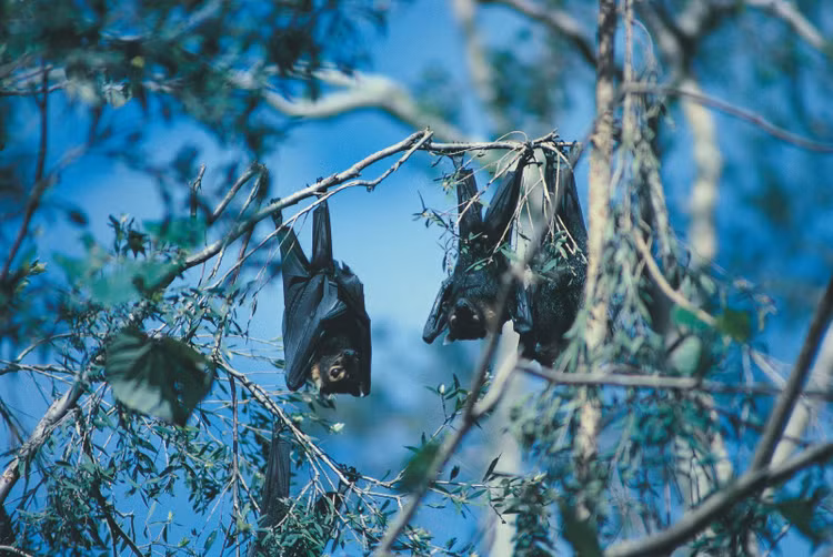 Đóng vai trò then chốt với hệ sinh thái rừng. Bằng việc phát tán hạt trên quãng đường bay dài, dơi ngựa đeo kính giúp tái sinh rừng và duy trì đa dạng sinh học. Ảnh: australian.museum.