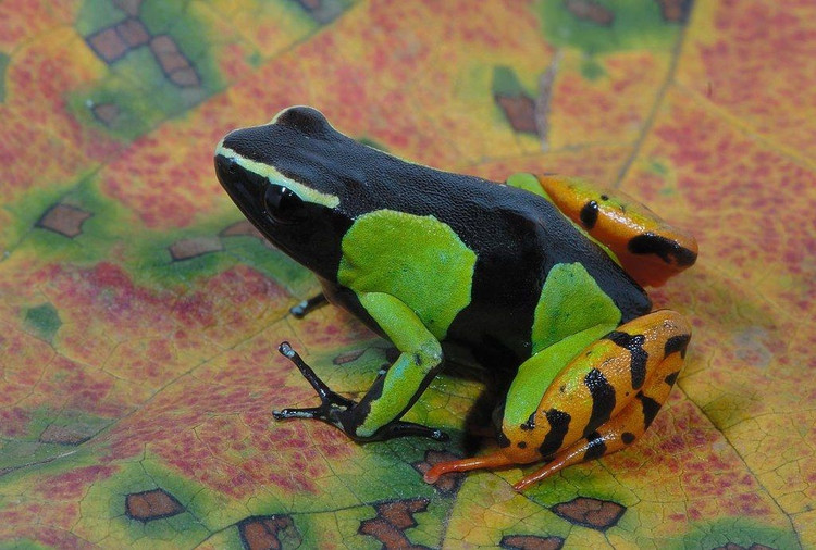 Màu sắc rực rỡ để cảnh báo kẻ thù. Thân hình nhỏ nhắn của loài ếch này nổi bật với các mảng màu cam, vàng, đen đan xen, đóng vai trò cảnh báo thị giác rằng chúng là loài có độc. Ảnh: Pinterest.